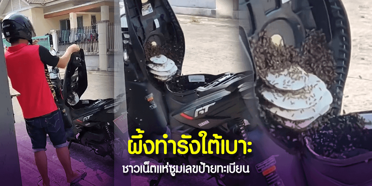 ป้ายทะเบียนรถมีผึ้งทำรังใต้เบาะ