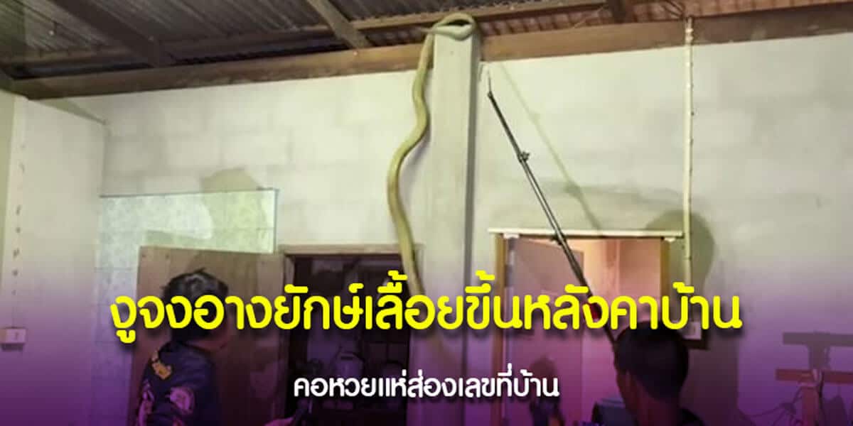 งูจงอางยักษ์เลื้อยขึ้นหลังคาบ้าน