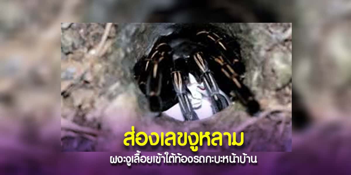 ส่องเลขงูหลาม ผงะงูเลื้อยเข้าใต้ท้องรถกะบะหน้าบ้าน