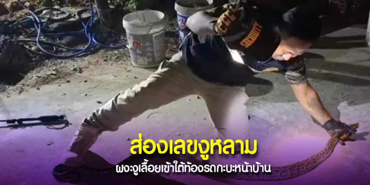 ส่องเลขงูหลาม ผงะงูเลื้อยเข้าใต้ท้องรถกะบะหน้าบ้าน